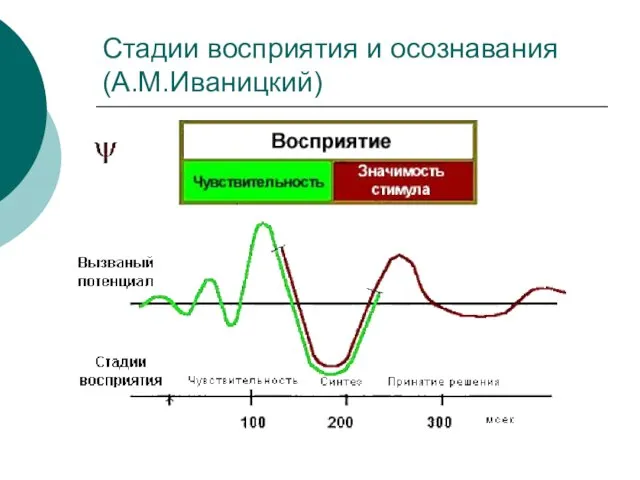 Стадии восприятия и осознавания (А.М.Иваницкий)