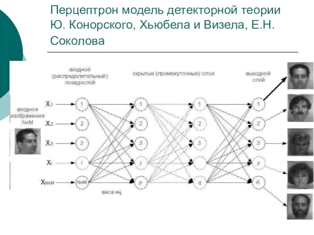 Перцептрон модель детекторной теории Ю. Конорского, Хьюбела и Визела, Е.Н. Соколова