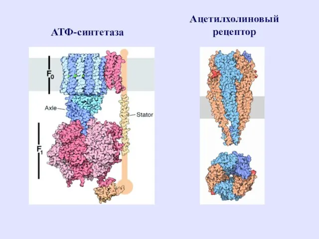АТФ-синтетаза Ацетилхолиновый рецептор