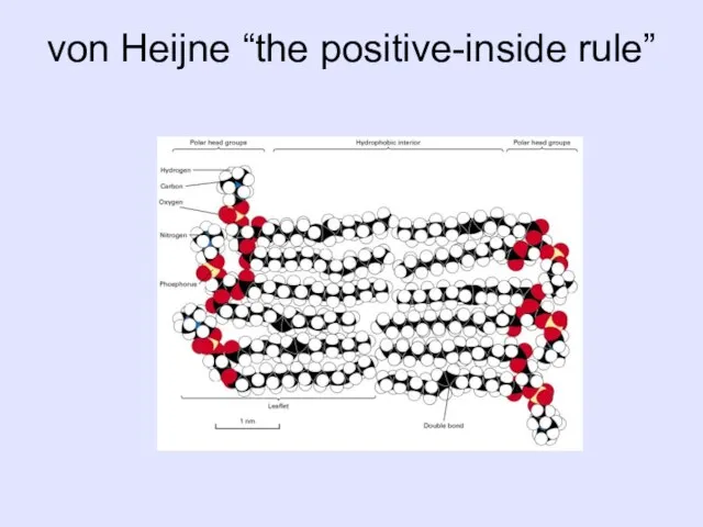 von Heijne “the positive-inside rule”
