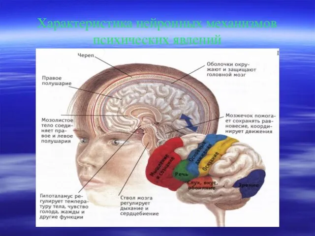Характеристика нейронных механизмов психических явлений