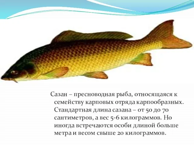 Сазан – пресноводная рыба, относящаяся к семейству карповых отряда карпообразных. Стандартная длина