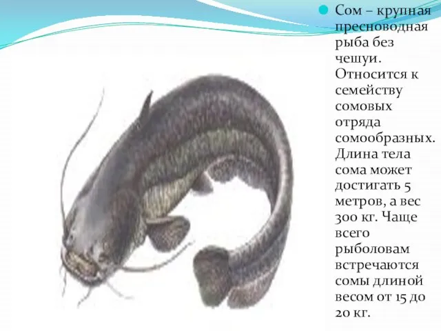Сом – крупная пресноводная рыба без чешуи. Относится к семейству сомовых отряда
