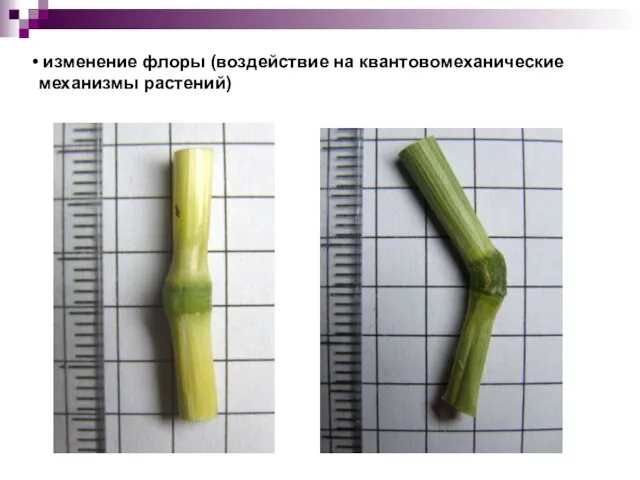 изменение флоры (воздействие на квантовомеханические механизмы растений)