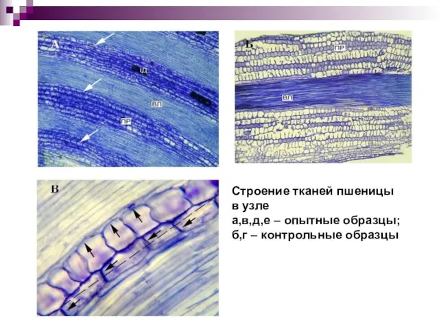 Строение тканей пшеницы в узле а,в,д,е – опытные образцы; б,г – контрольные образцы