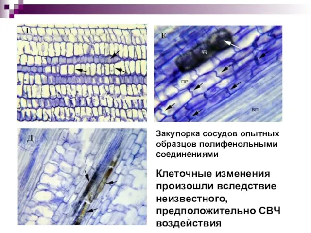 Закупорка сосудов опытных образцов полифенольными соединениями Клеточные изменения произошли вследствие неизвестного, предположительно СВЧ воздействия