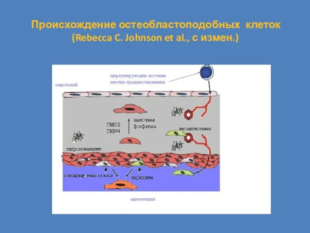 Происхождение остеобластоподобных клеток (Rebecca C. Johnson et al., с измен.)