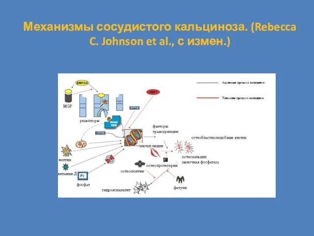 Механизмы сосудистого кальциноза. (Rebecca C. Johnson et al., с измен.)