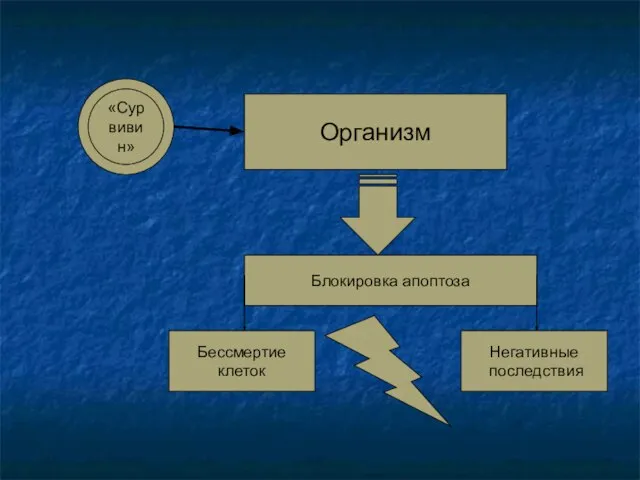 «Сурвивин» Организм Блокировка апоптоза Бессмертие клеток Негативные последствия