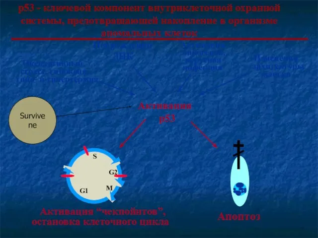 S G2 M G1 Активация р53 Повреждения ДНК Активация онкогенов, вирусная инфекция