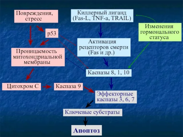 Киллерный лиганд (Fas-L, TNF-a, TRAIL) Активация рецепторов смерти (Fas и др.) Повреждения,