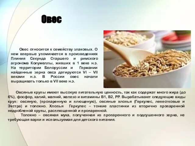 Овес Овес относится к семейству злаковых. О нем впервые упоминается в произведениях