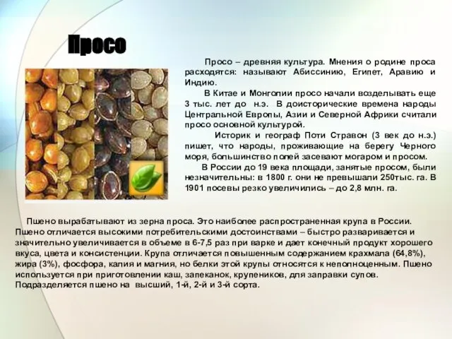 Просо Просо – древняя культура. Мнения о родине проса расходятся: называют Абиссинию,