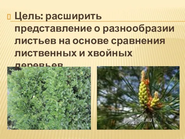 Цель: расширить представление о разнообразии листьев на основе сравнения лиственных и хвойных деревьев