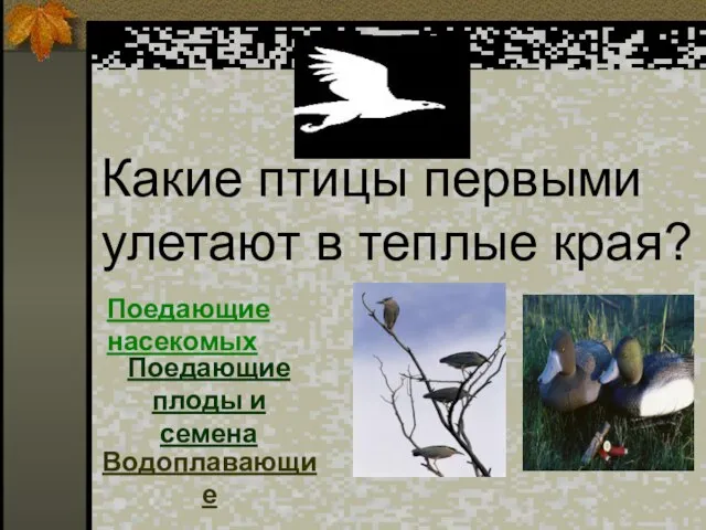 Какие птицы первыми улетают в теплые края? Поедающие насекомых Поедающие плоды и семена Водоплавающие