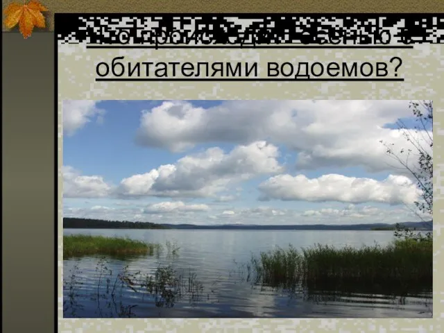 Что происходит осенью с обитателями водоемов?