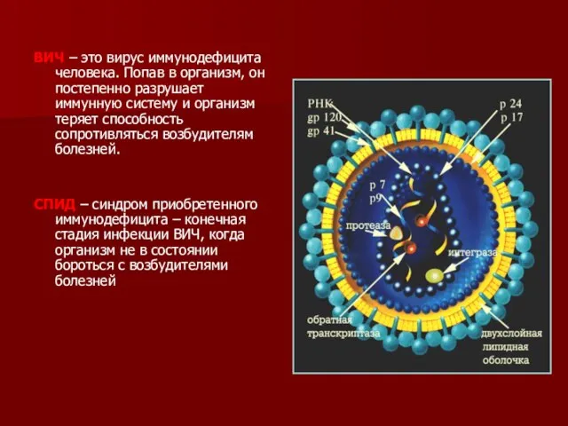 ВИЧ – это вирус иммунодефицита человека. Попав в организм, он постепенно разрушает