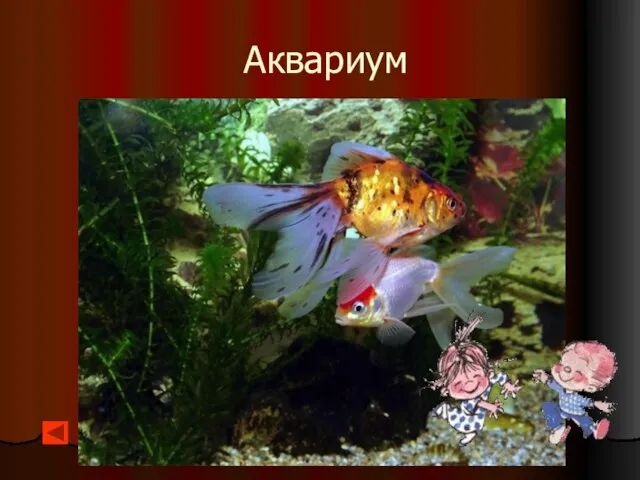 Аквариум