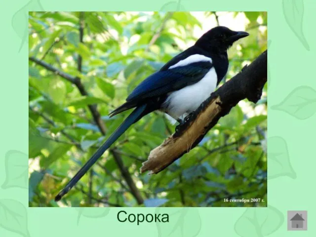 Сорока