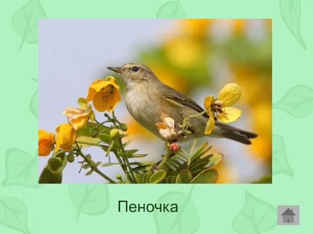 Пеночка