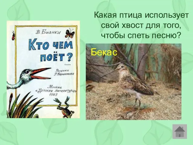 Какая птица использует свой хвост для того, чтобы спеть песню? Бекас