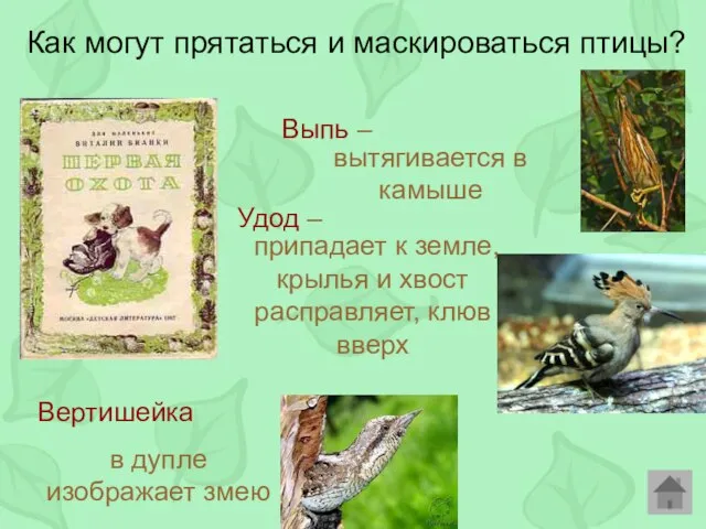 Как могут прятаться и маскироваться птицы? Выпь – Удод – Вертишейка в