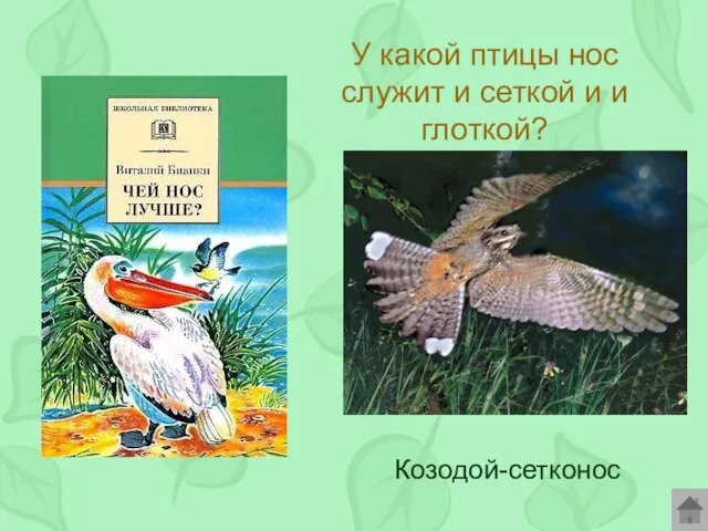 У какой птицы нос служит и сеткой и и глоткой? Козодой-сетконос