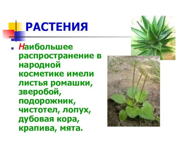 РАСТЕНИЯ Наибольшее распространение в народной косметике имели листья ромашки, зверобой, подорожник, чистотел,