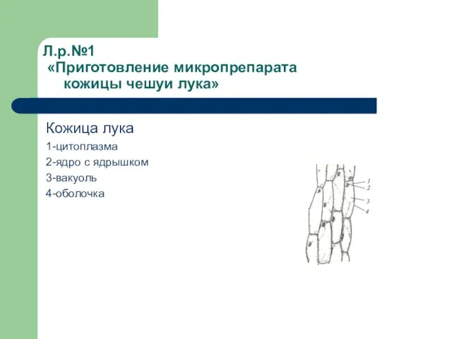 Л.р.№1 «Приготовление микропрепарата кожицы чешуи лука» Кожица лука 1-цитоплазма 2-ядро с ядрышком 3-вакуоль 4-оболочка