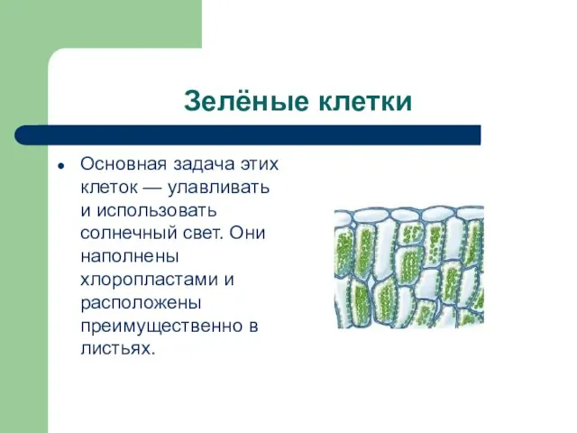 Зелёные клетки Основная задача этих клеток — улавливать и использовать солнечный свет.