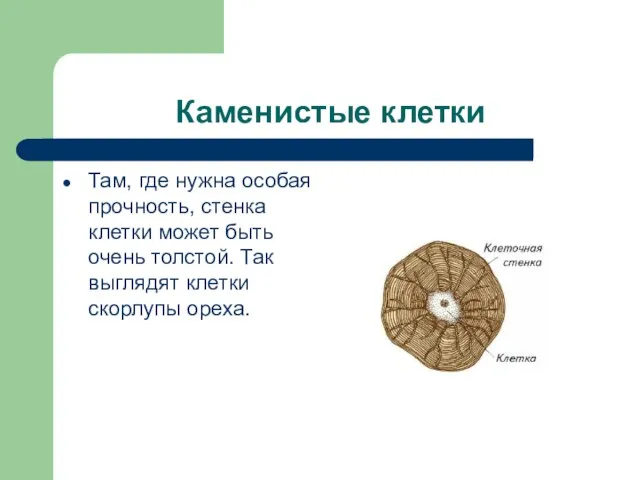 Каменистые клетки Там, где нужна особая прочность, стенка клетки может быть очень