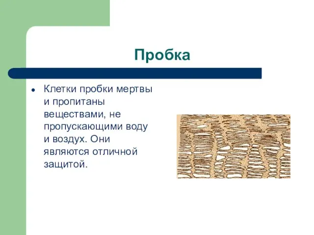 Пробка Клетки пробки мертвы и пропитаны веществами, не пропускающими воду и воздух. Они являются отличной защитой.