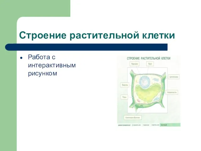 Строение растительной клетки Работа с интерактивным рисунком