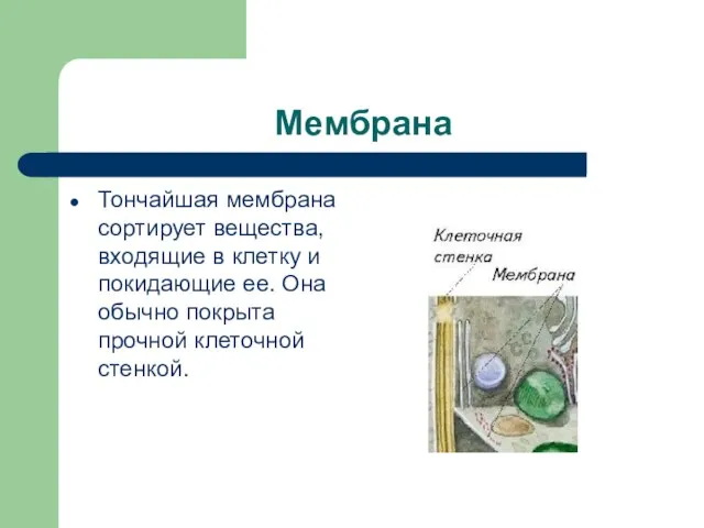 Мембрана Тончайшая мембрана сортирует вещества, входящие в клетку и покидающие ее. Она