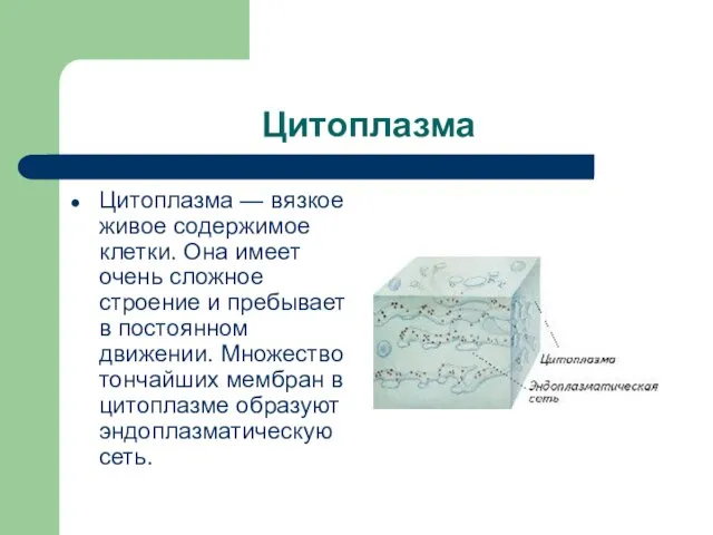 Цитоплазма Цитоплазма — вязкое живое содержимое клетки. Она имеет очень сложное строение