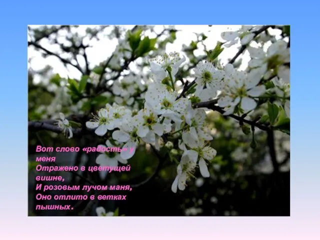 Вот слово «радость» у меня Отражено в цветущей вишне, И розовым лучом