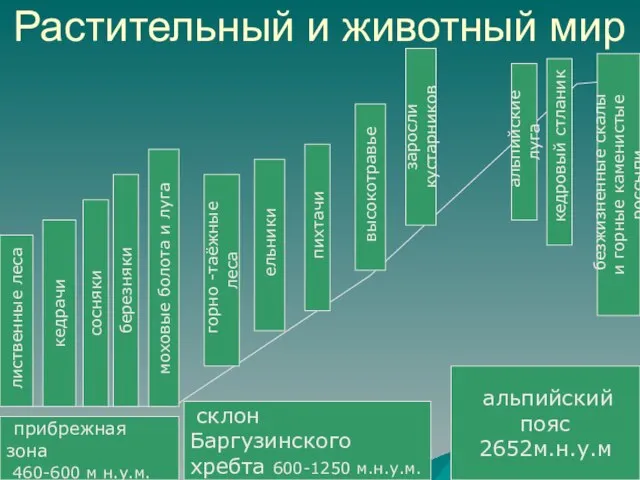 Растительный и животный мир прибрежная зона 460-600 м н.у.м. склон Баргузинского хребта