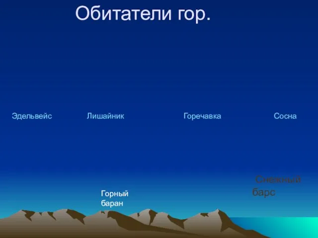 Обитатели гор. Эдельвейс Лишайник Горечавка Сосна Горный баран Снежный барс