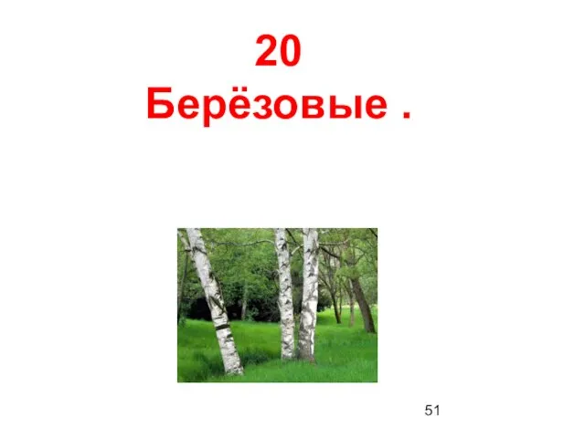 20 Берёзовые .