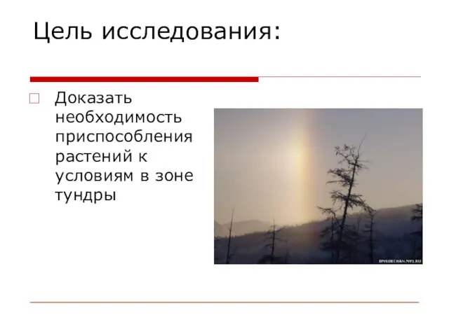 Цель исследования: Доказать необходимость приспособления растений к условиям в зоне тундры