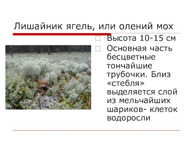 Лишайник ягель, или олений мох Высота 10-15 см Основная часть бесцветные тончайшие