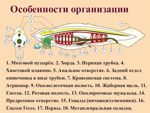 Особенности организации 1. Мозговой пузырёк. 2. Хорда. 3. Нервная трубка. 4. Хвостовой