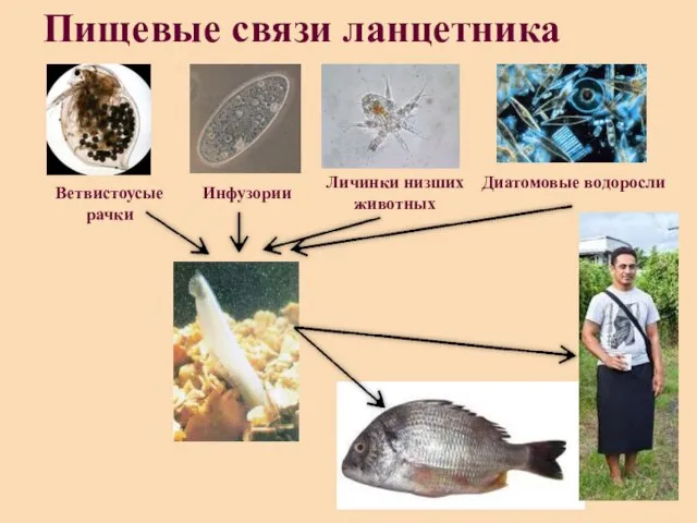 Ветвистоусые рачки Инфузории Личинки низших животных Диатомовые водоросли Пищевые связи ланцетника