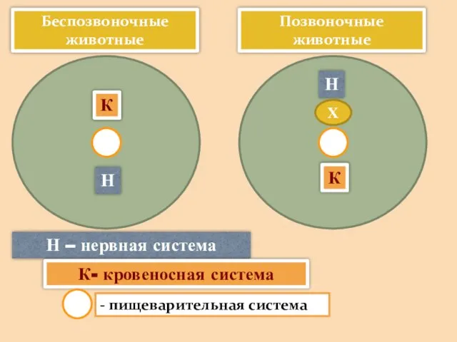 Н – нервная система К- кровеносная система - пищеварительная система