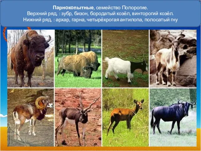 Парнокопытные, семейство Полорогие. Верхний ряд, : зубр, бизон, бородатый козёл, винторогий козёл.