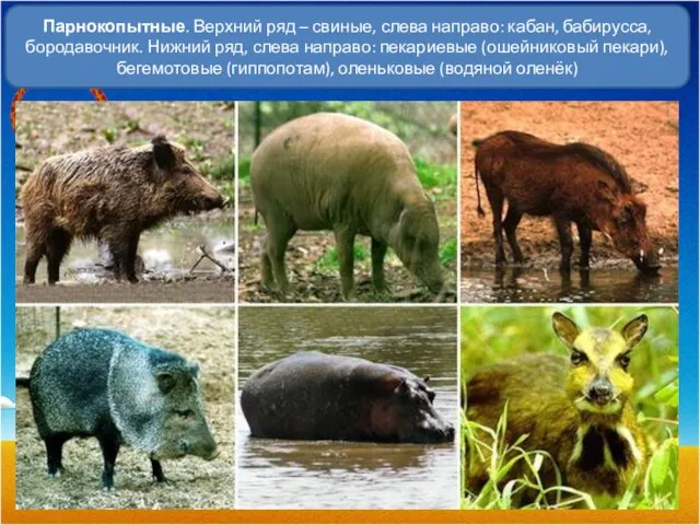 Парнокопытные. Верхний ряд – свиные, слева направо: кабан, бабирусса, бородавочник. Нижний ряд,