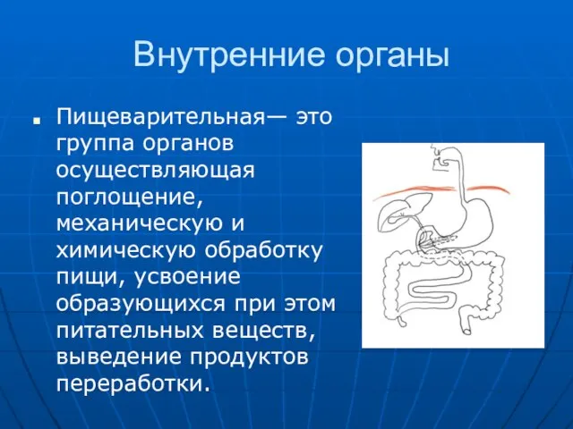 Внутренние органы Пищеварительная— это группа органов осуществляющая поглощение, механическую и химическую обработку