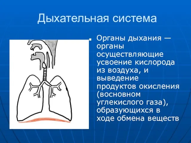 Дыхательная система Органы дыхания — органы осуществляющие усвоение кислорода из воздуха, и