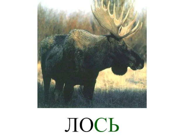 ЛОСЬ