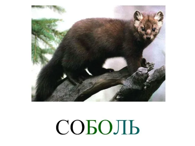 СОБОЛЬ